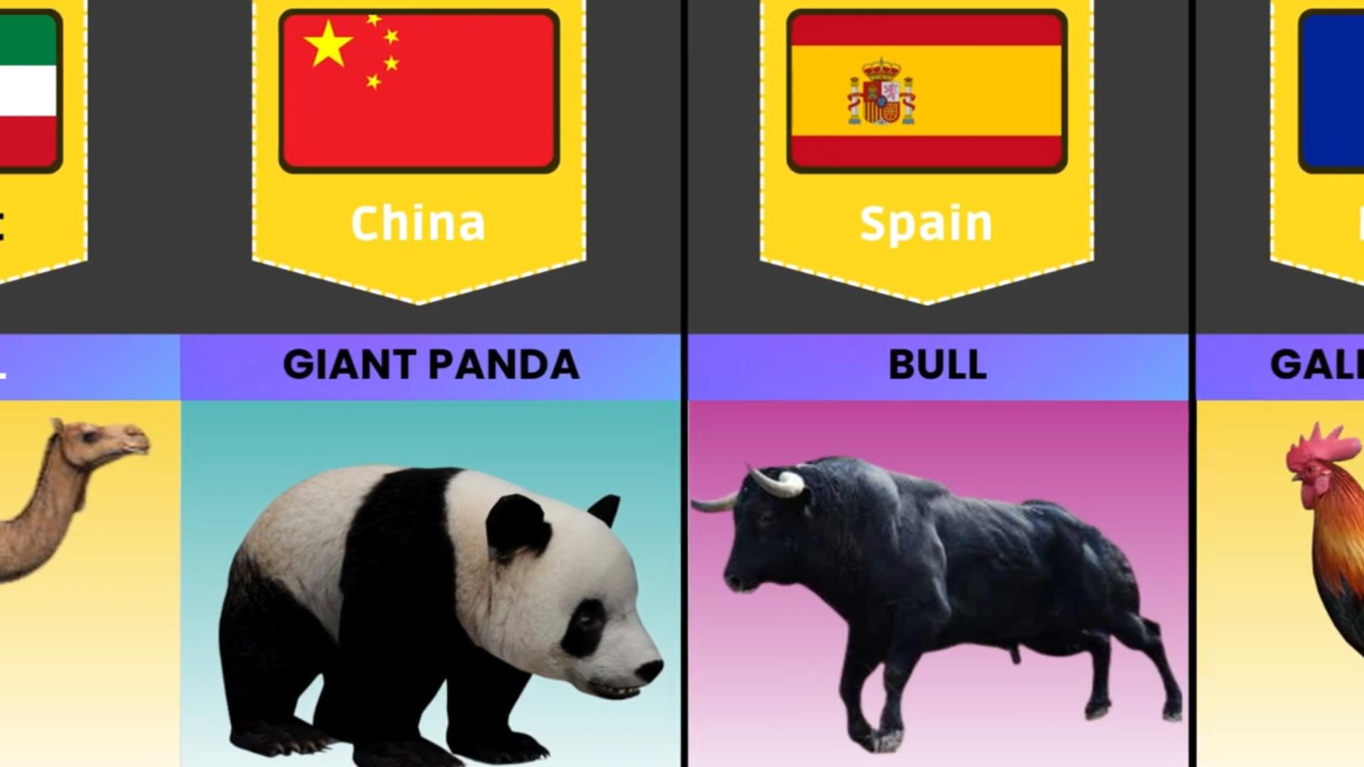 大熊猫,孟加拉虎,北极熊,看看各国的国兽都是啥