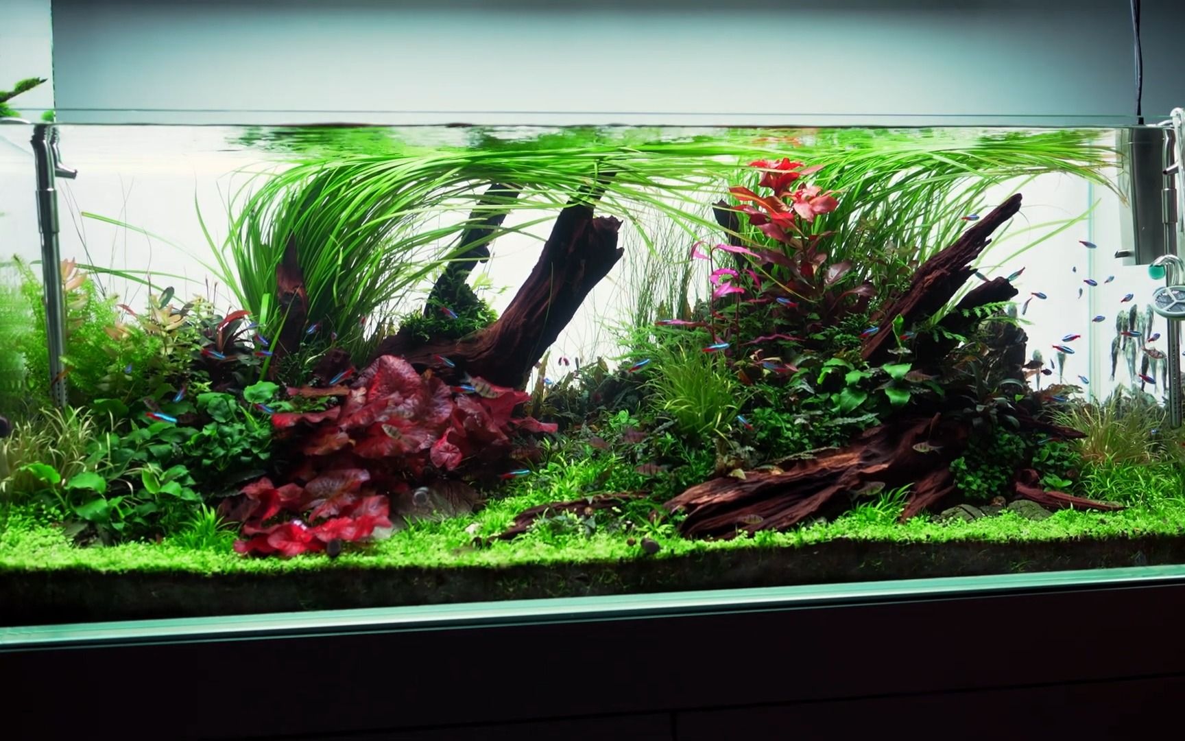 【草缸欣赏】liquid nature水族馆的12米自然风格草缸