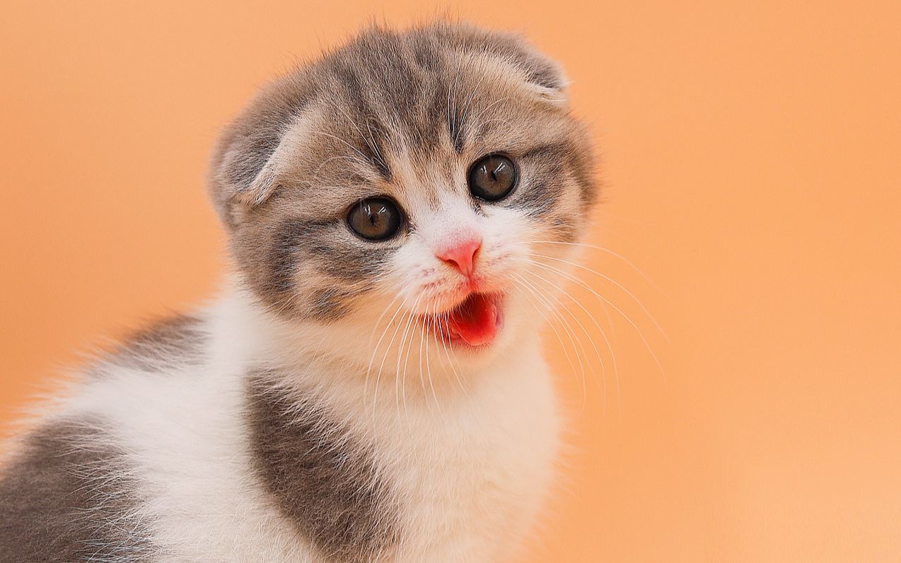 萌宠vlog可爱动物们,你们要的小奶猫它来了