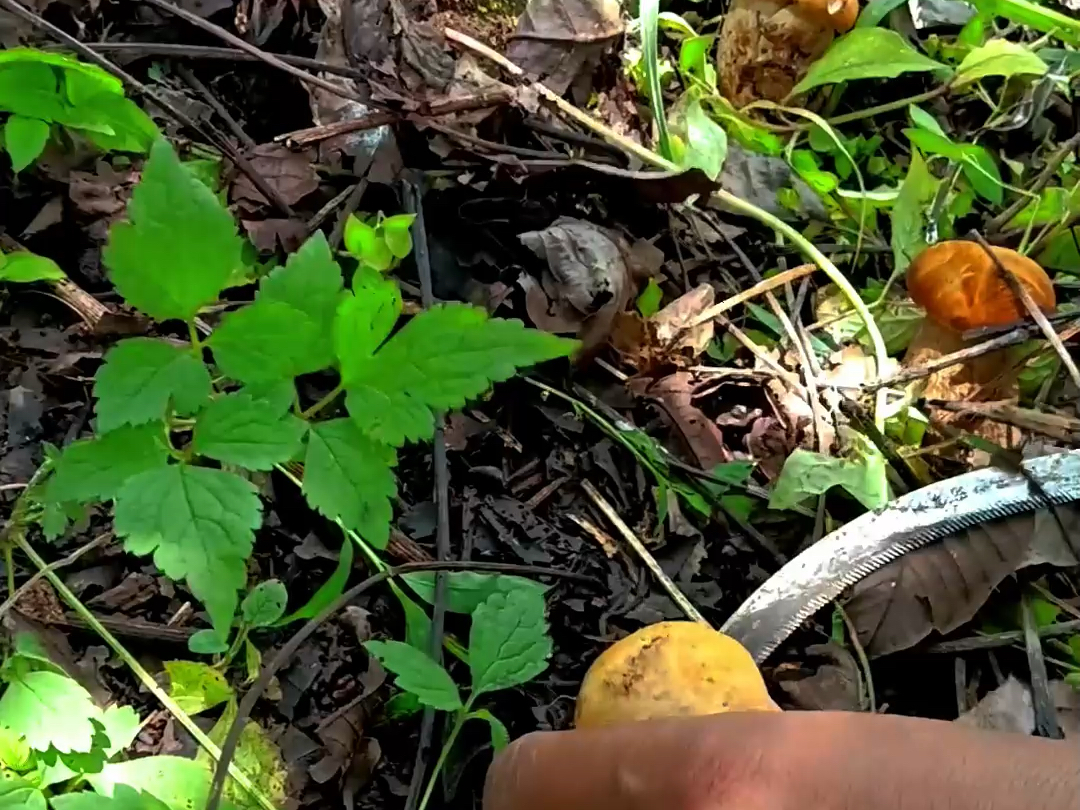 梦里的场面实现了这种满山遍野的菌子,我只在梦里见到,没想到今天就让我遇到了.哔哩哔哩bilibili