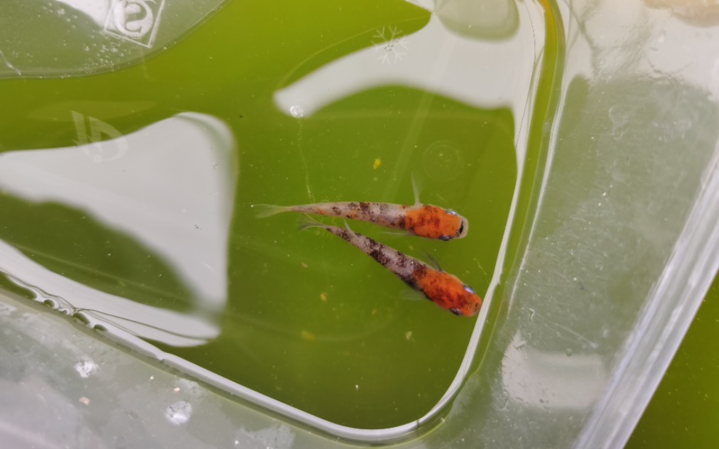 观背青鳉迷你锦鲤的视频火了解答朋友问的最多的问题