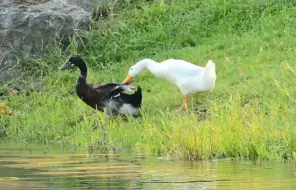 Скачать видео: 鸭鸭杀