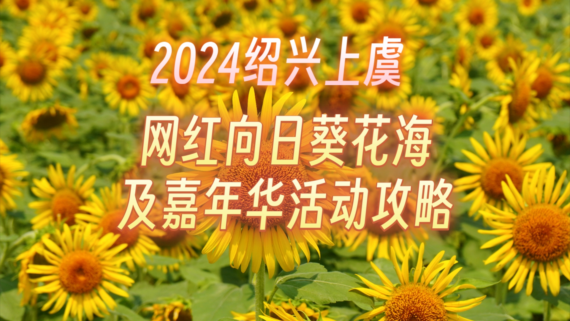 2024绍兴上虞网红向日葵花海观赏攻略及花海嘉年华活动指南哔哩哔哩bilibili