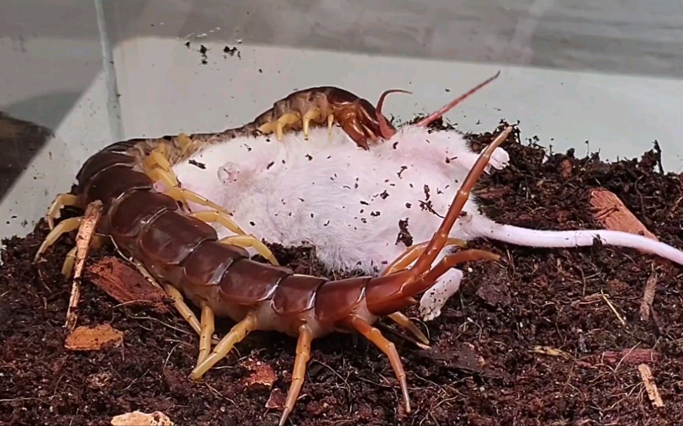 蜈蚣花式吃老鼠【警告:含有不适内容,谨慎观看】_哔哩哔哩_bilibili