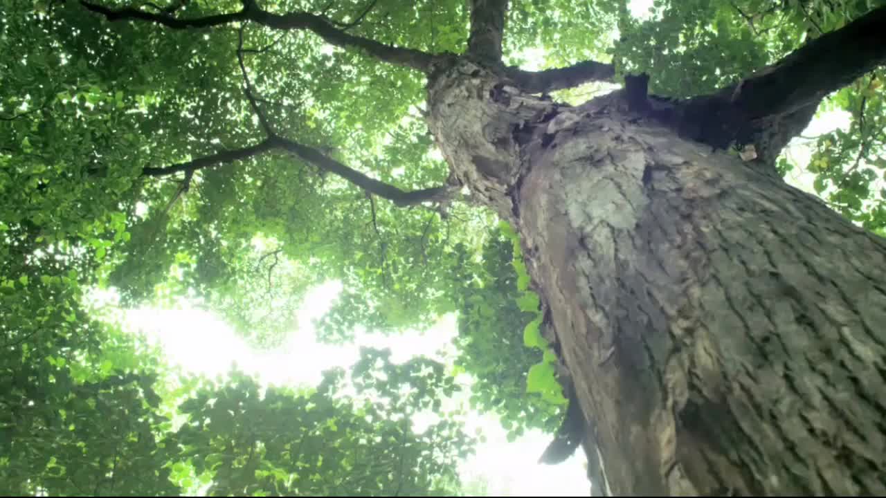 [图]【特丸植树】暖春将至，为大地添一抹色彩。13棵树，13份意义，13份希望。互勉。