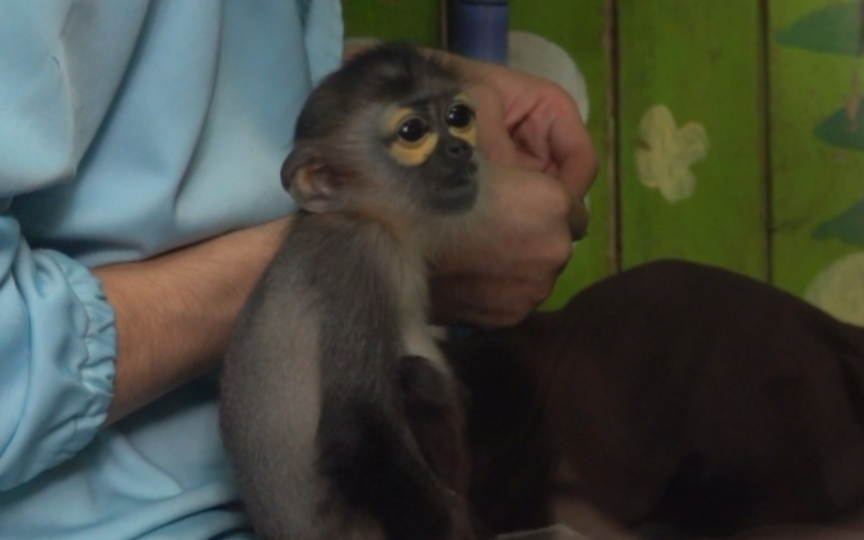 【黑腿白臀叶猴】七彩叶猴幼崽