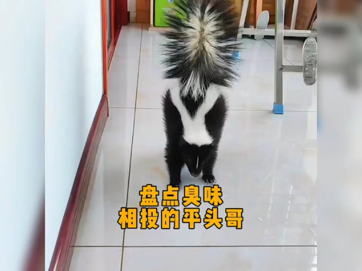 盘点臭味相投的平头哥