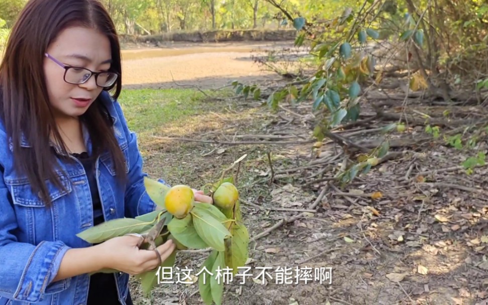 大漂亮回家摘柿子,熟的已经被鸟吃完了,青的放袋子几天就能吃哔哩哔哩bilibili