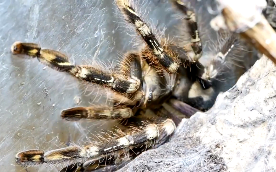 【华丽雨林】节肢动物捕食混剪—捕鸟蛛:poecilotheria spp.