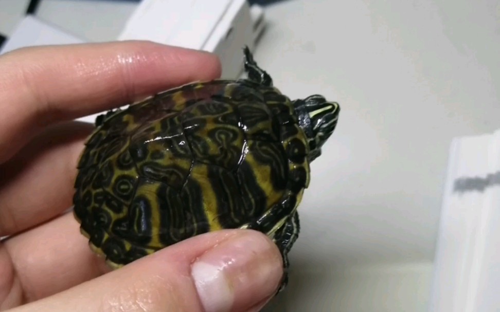 45块钱买的纯底火焰龟居然还送了一只纯底黄耳龟