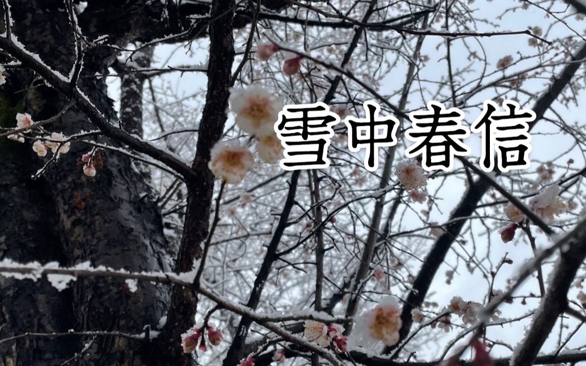 [图]【复原古香】初雪若方晴。复原千年名方—雪中春信