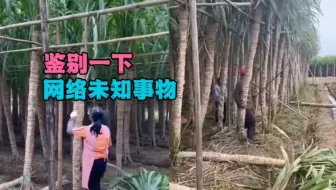 鉴定网络热门事物651：2种你可能见过，但不知道是什么的事物