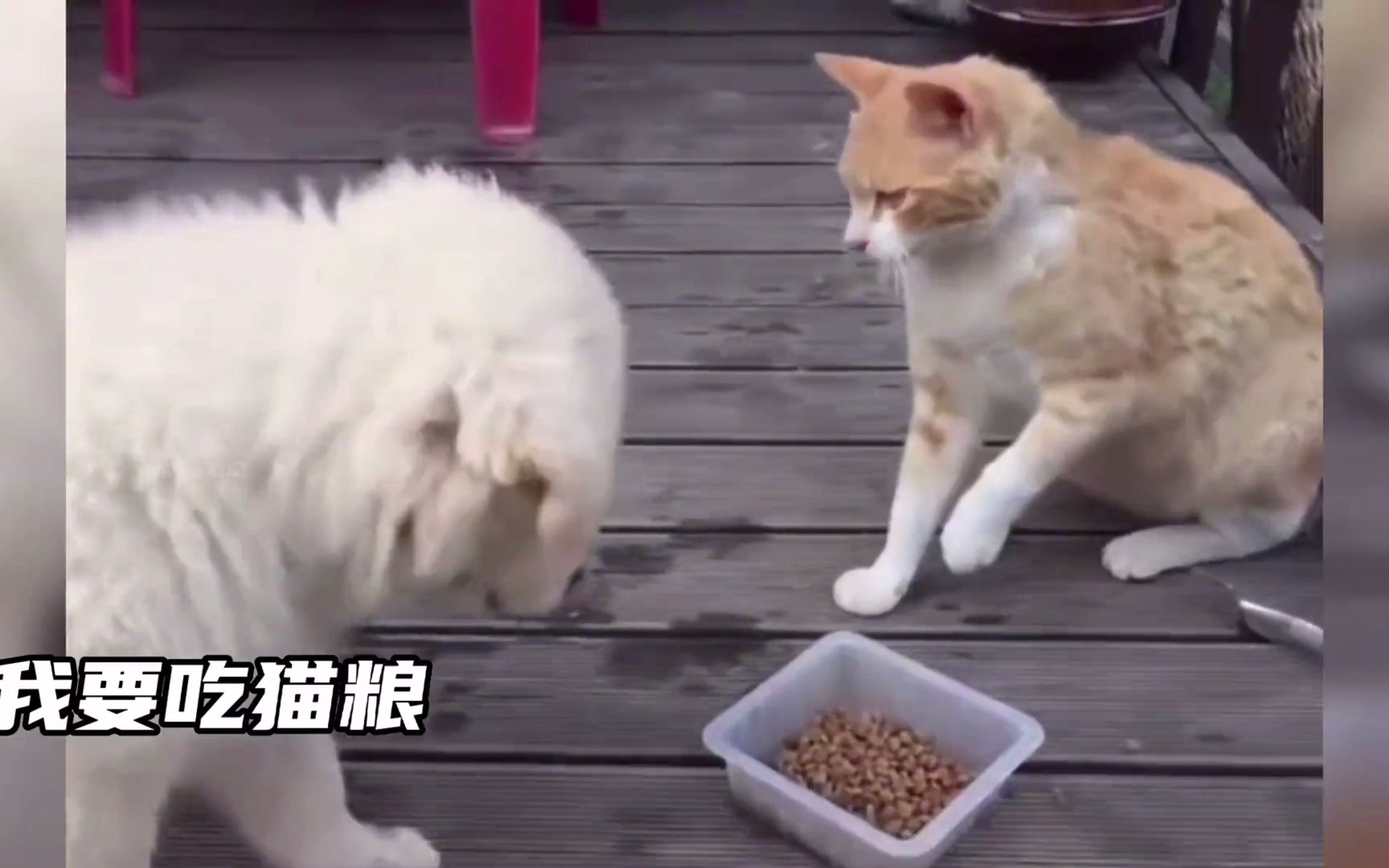 [图]猫狗大战之汪汪队特工队