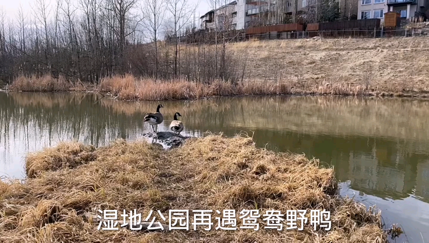 [图]湿地公园再遇鸳鸯野鸭Meet love couple wild ducks again in wetland park