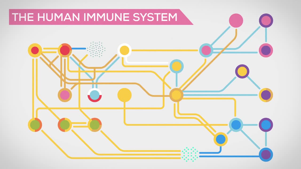 [图]The Immune System Explained I – Bacteria Infection