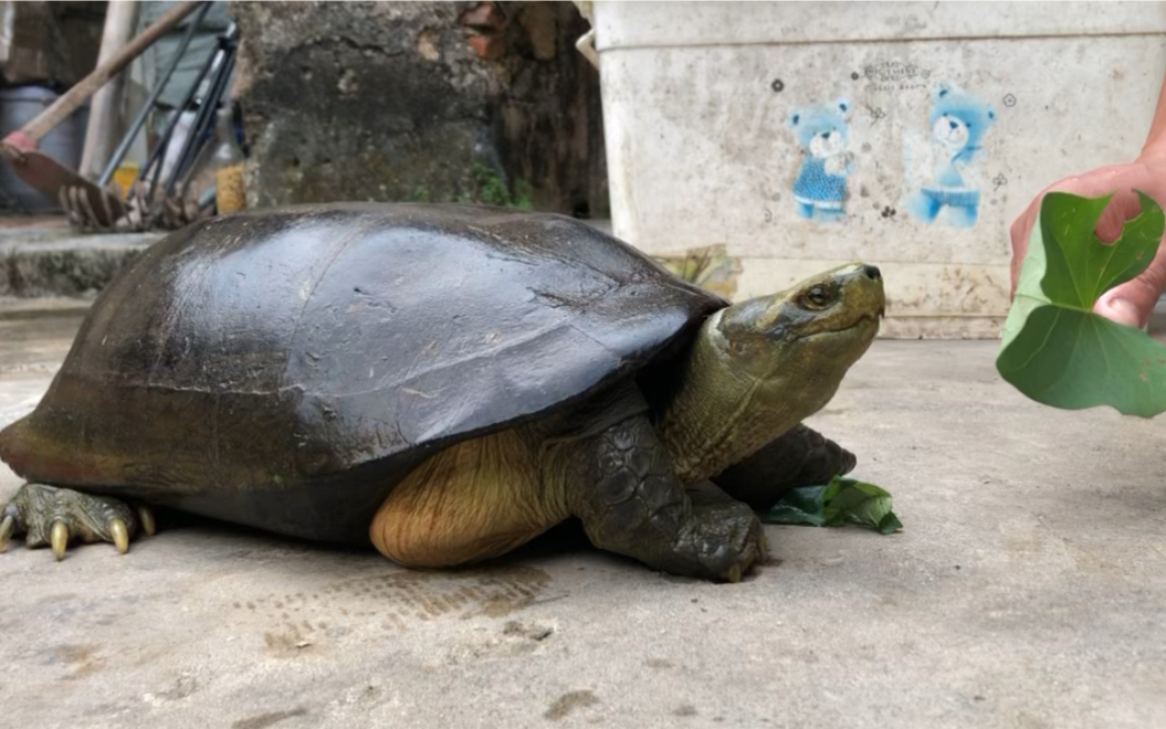 黄头大庙龟这几天精神状态很好每天能吃能喝吃饱就睡
