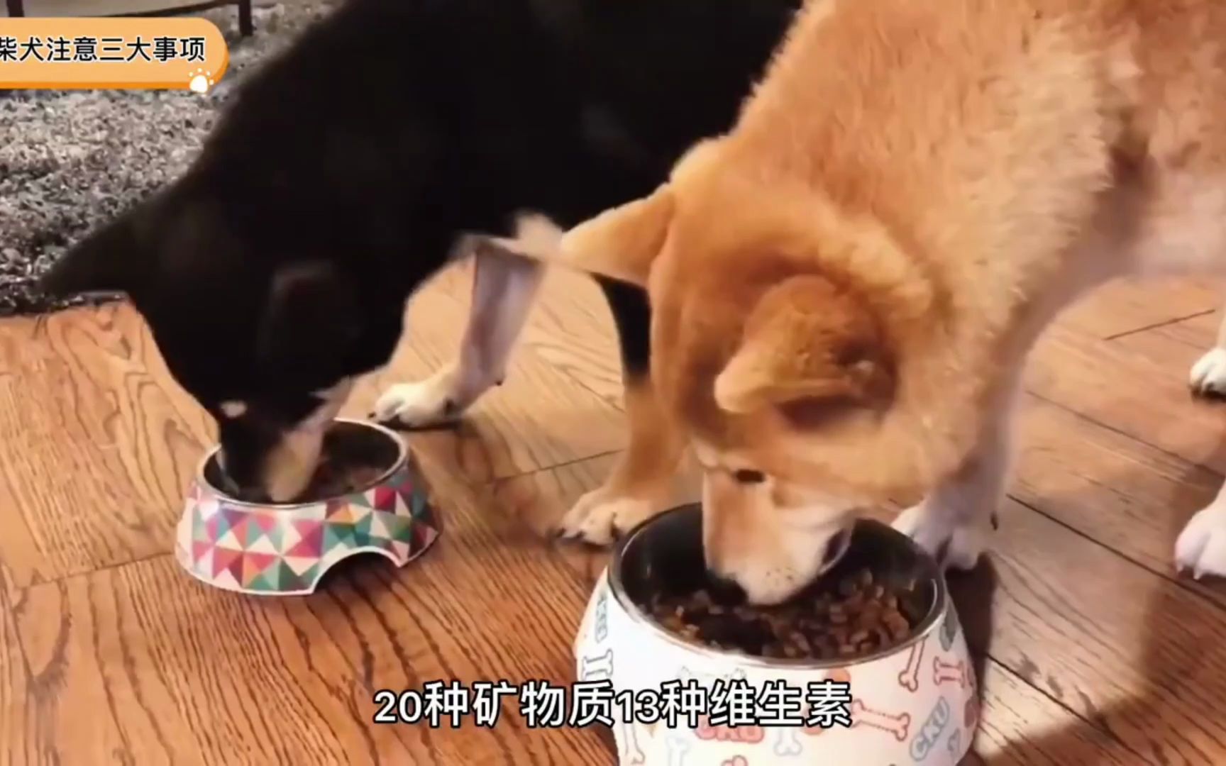 如何正确的饲养柴犬?3大注意事项!哔哩哔哩bilibili