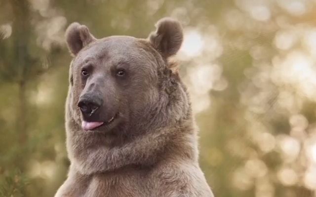 【斯捷潘】我老同志 也是一只很帅的熊啊