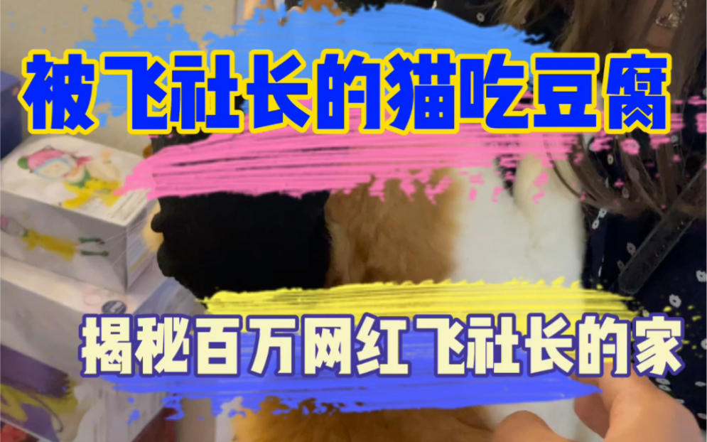 [图]揭秘百万博主飞社长的家！我的日本女友居然被小猫咪占便宜了？