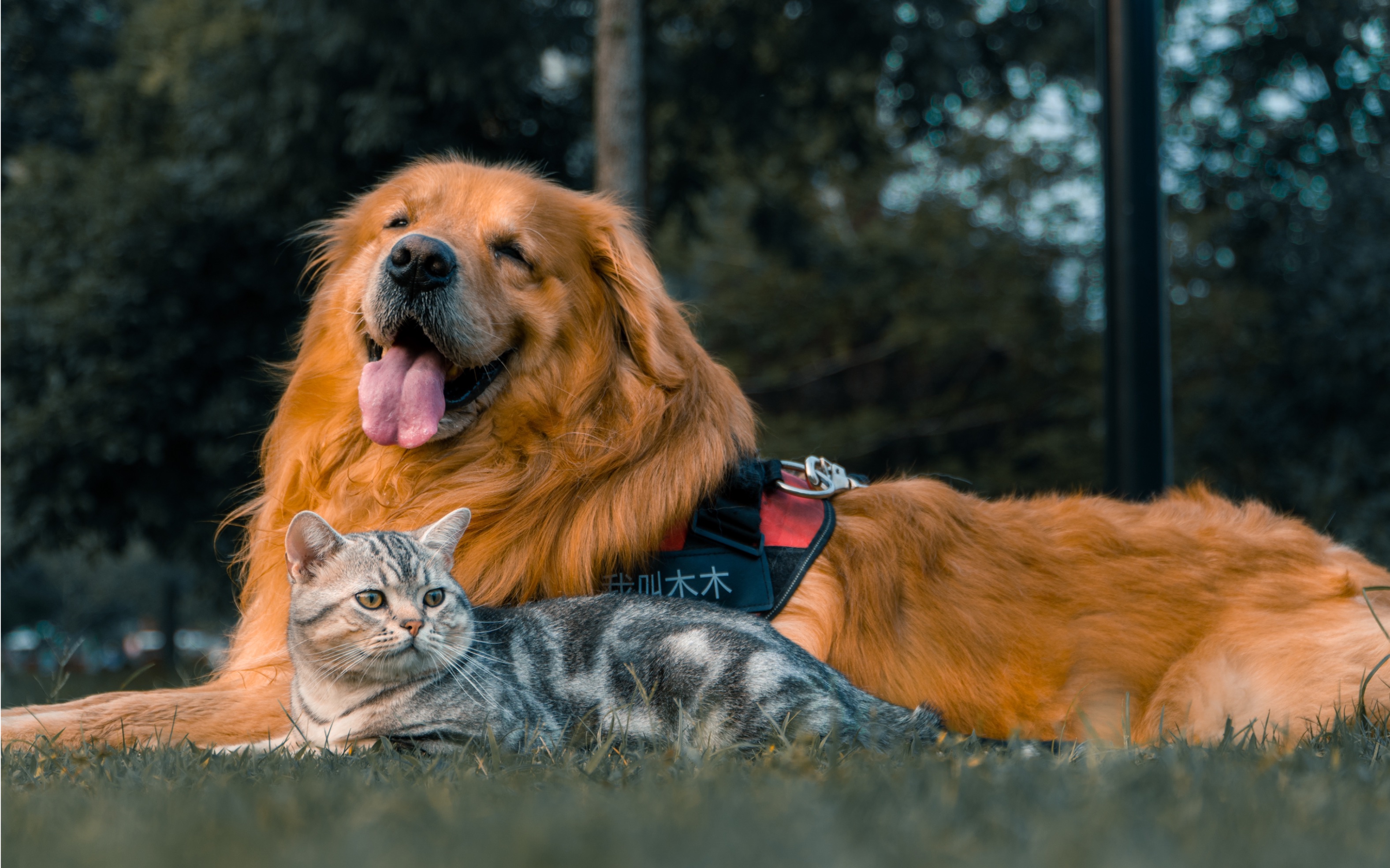 猫狗摄影篇之,在公园给木木和小七拍照