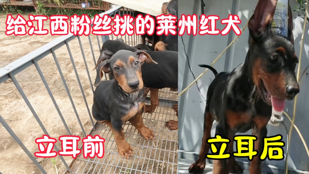 崃州红犬图片