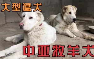 俄罗斯中亚牧羊犬，五个月小狗竟然堪比大型猛犬，眼神犀利让人怕