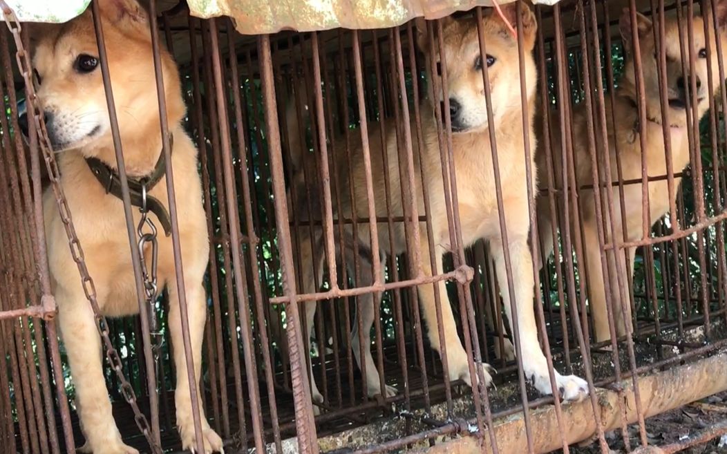 实拍:广西深山买土猎,十几条土猎居然没人要,大白菜一样便宜!