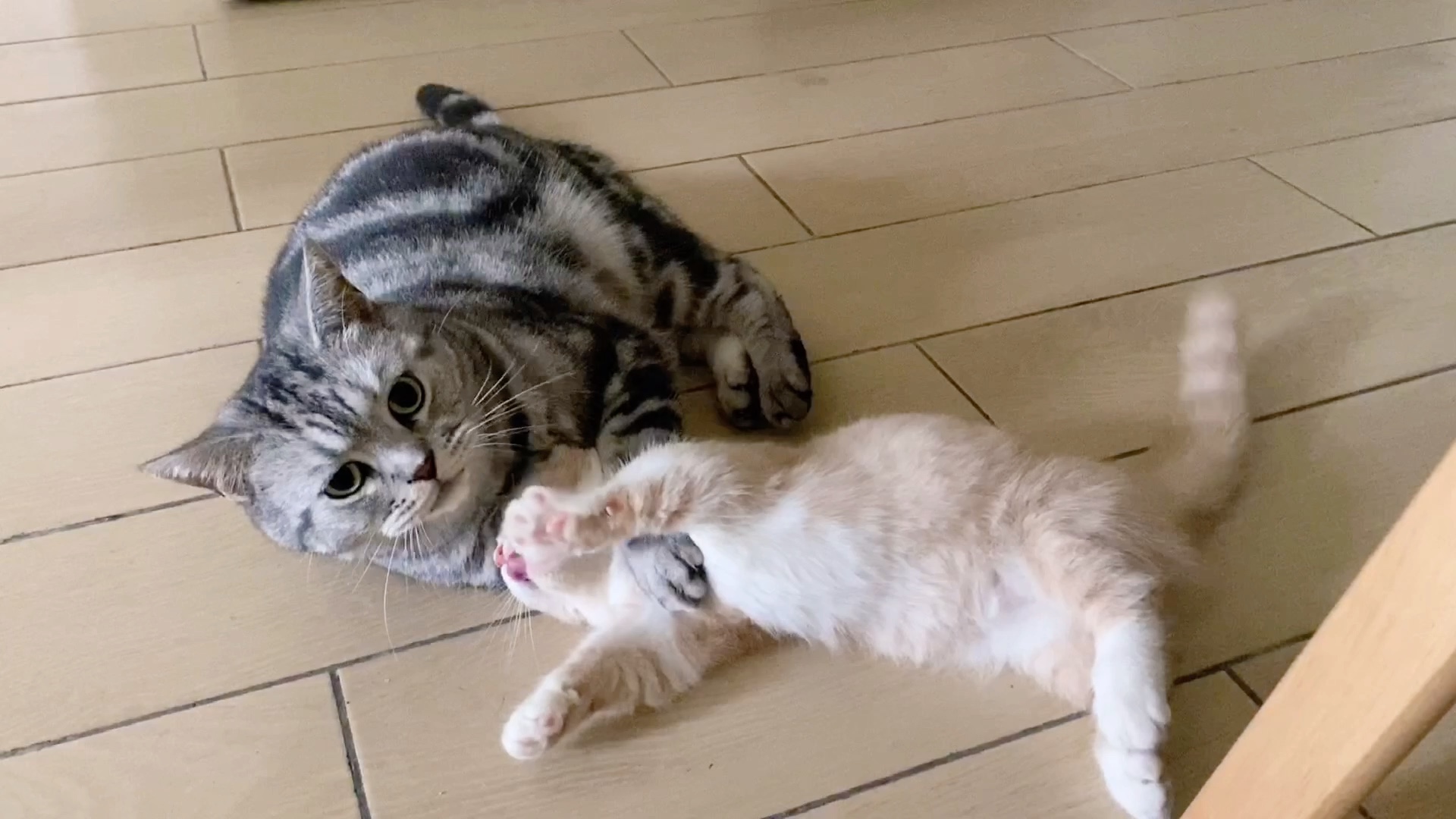 矮脚猫nikoniko之自幼随父南征北战至今仍一败涂地