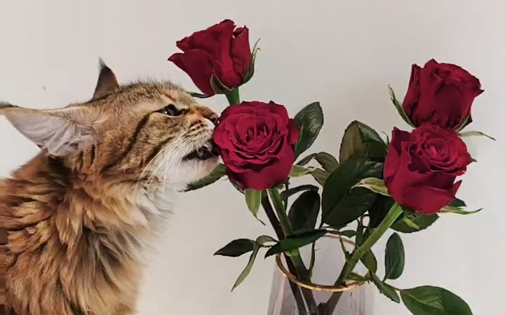 家里有只喜欢吃花的小猫咪