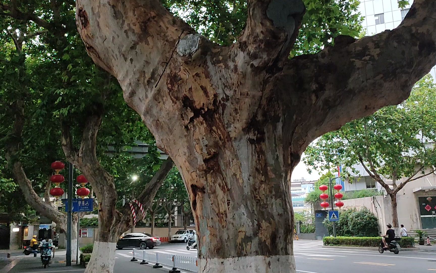 树干冒新芽|南京市江苏路上的法桐