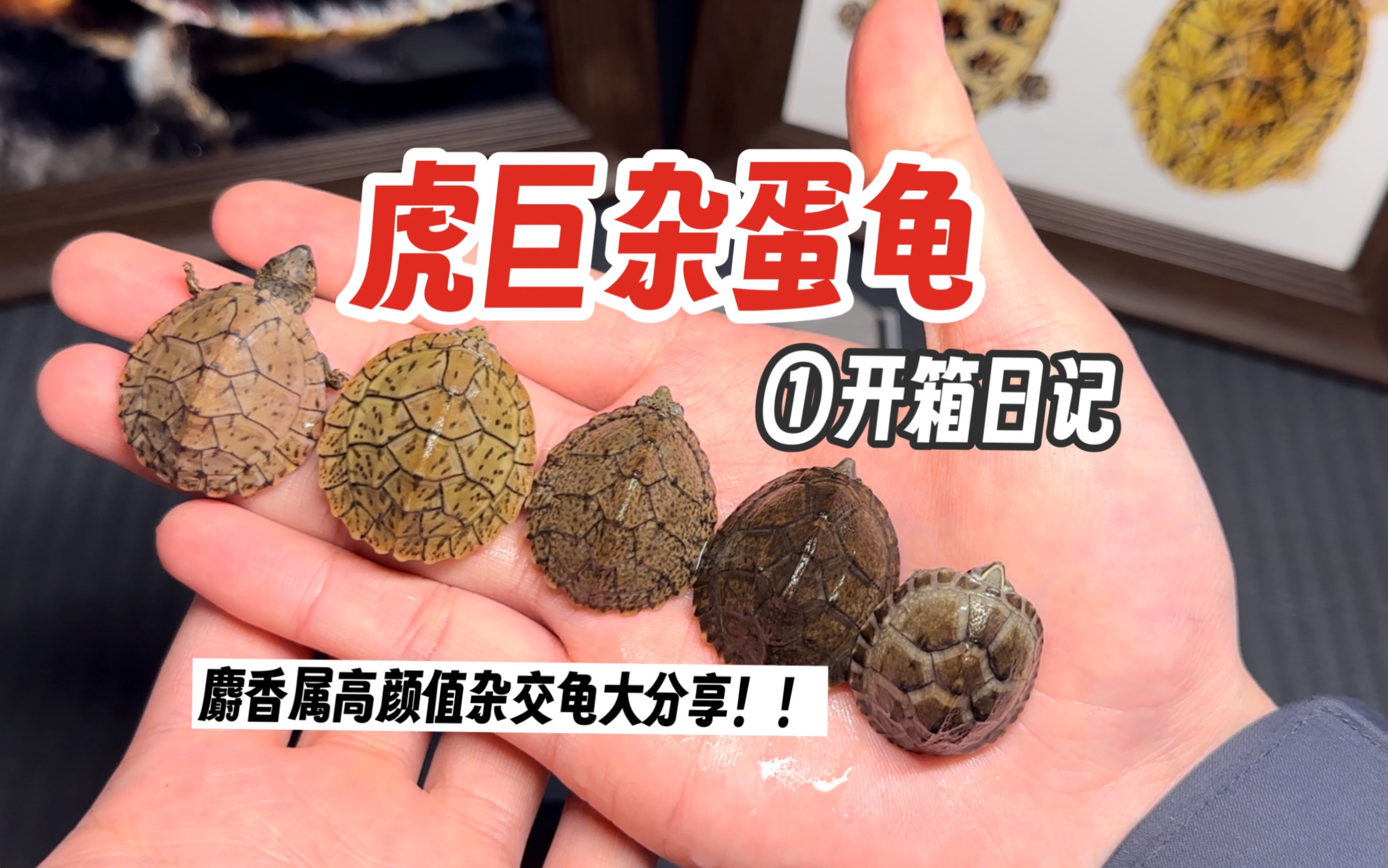 虎巨杂 麝香属蛋龟 杂交龟!剃刀龟 麝香龟进阶品种!冬季寄龟注意事项!