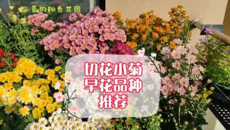 二夏的阳台花园 自养切花小菊品种推荐 哔哩哔哩 Bilibili