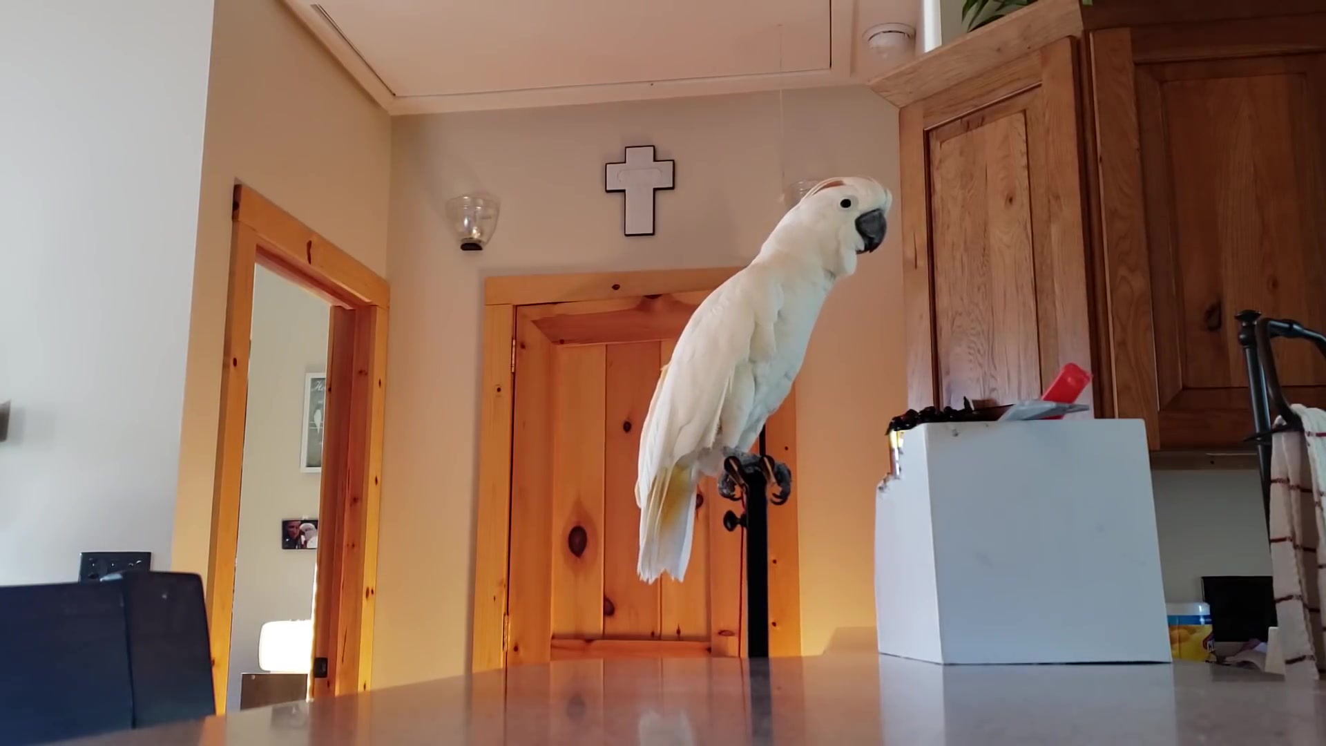 红葵max鹦鹉都聋了吸尘器太吵了