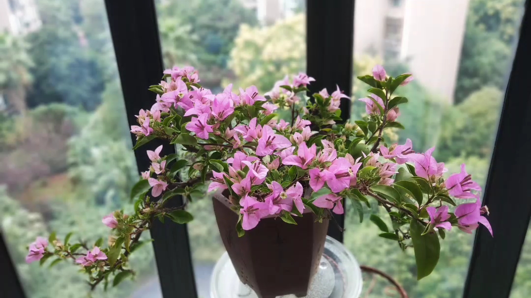 过桥桩三角梅新加坡宫粉养成记