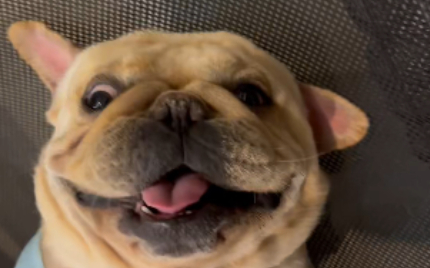 法斗 | 养个小狗有多么可爱捏