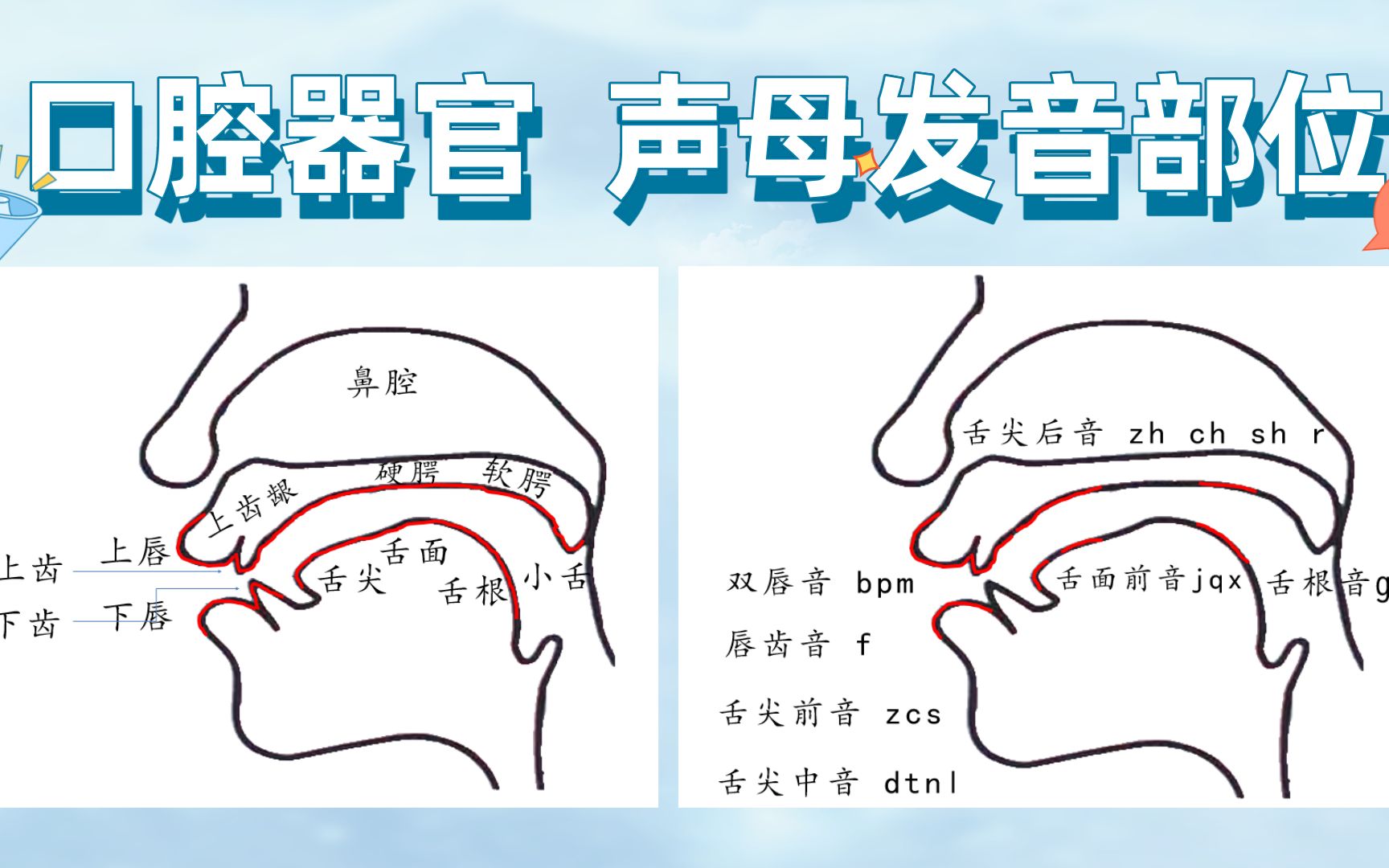 [图]了解口腔器官和声母的发音部位 看这一集就够啦