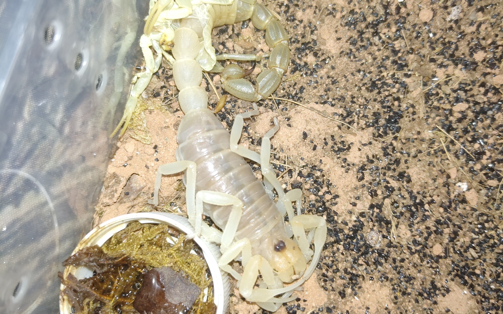 【开箱】青玉粗尾蝎浅色大型翻车现场.老司机竟然翻车了!