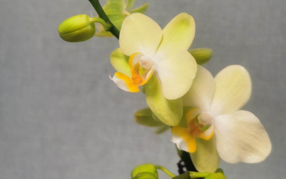 绿天使蝴蝶兰,中花,花期长,较耐热.花瓣阳光下带珠光,自带小清新气质.