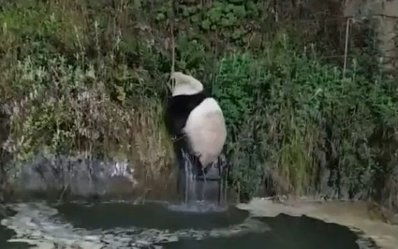 【野生大熊猫脱险:上有陡坡,下有水潭】视频来自DY四哥,昨晚的.没有任何文字说明.应该是少女熊离开家族栖息地,寻找新领地,中途遇险.哔哩哔...