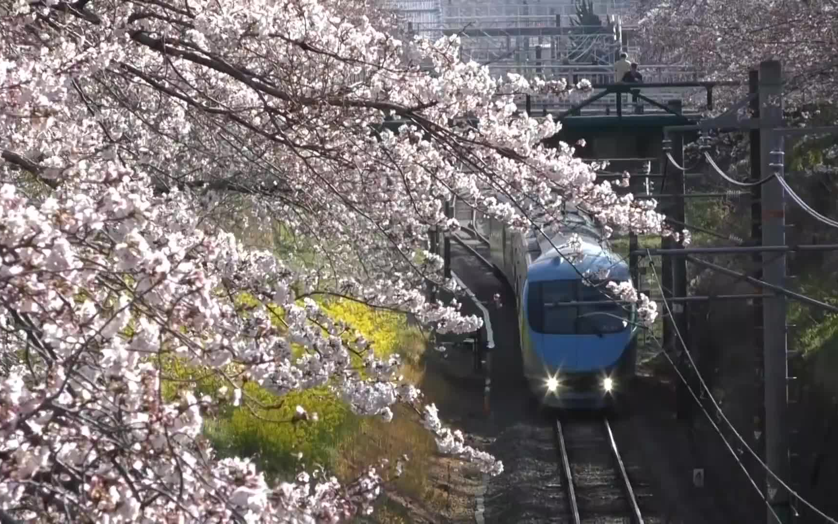 【日本铁道】樱花中的特急 小田急60000形“MSE” 特急『ふじさん』 2018年3月哔哩哔哩bilibili