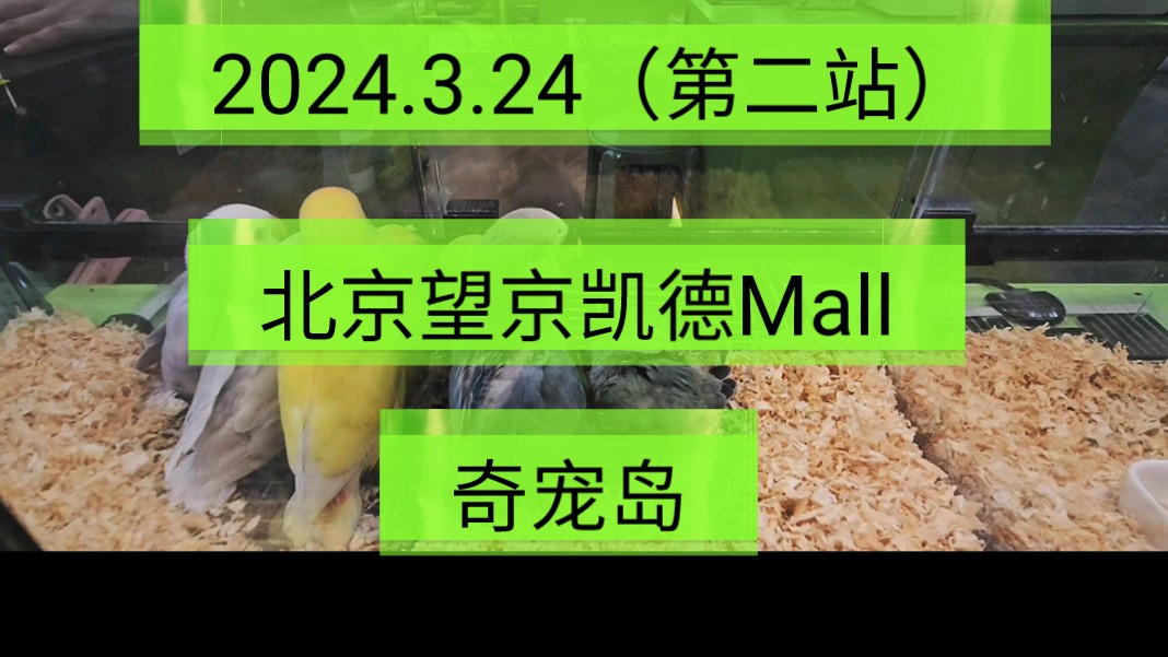 2024.3.24(第二站)北京望京凯德Mall《奇宠岛》鸟类儿童乐园!一起传播正能量!希望这个视频能帮助到更多的人!哔哩哔哩bilibili