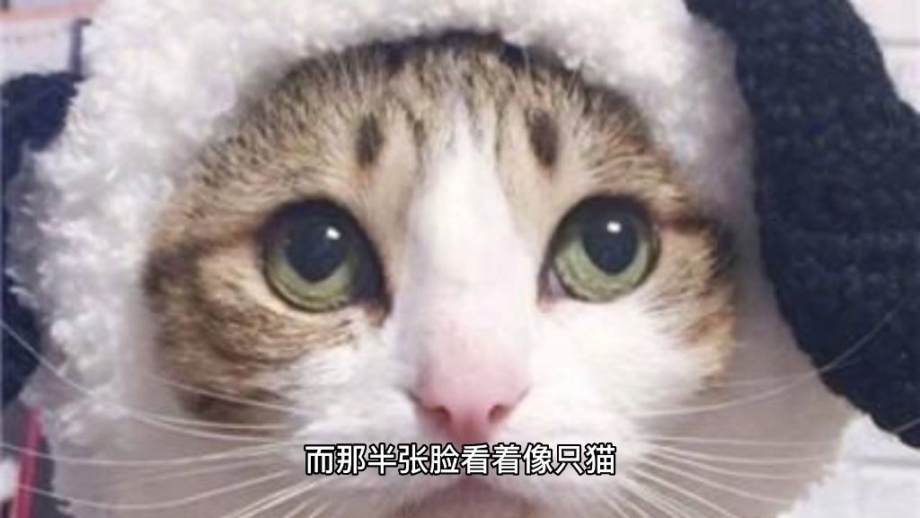 哈尔滨猫脸老太太哔哩哔哩bilibili