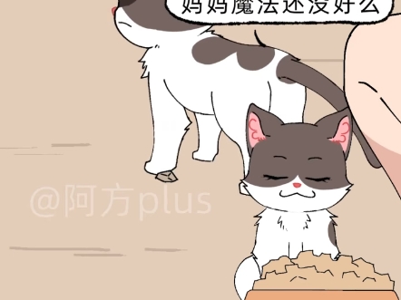 猫咪TV之猫贩子哔哩哔哩bilibili