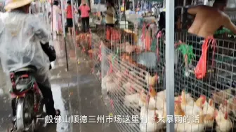 Download Video: 下大暴雨过来乌龟集市买龟，了解金边火焰，逛完去别的龟场收蛋龟