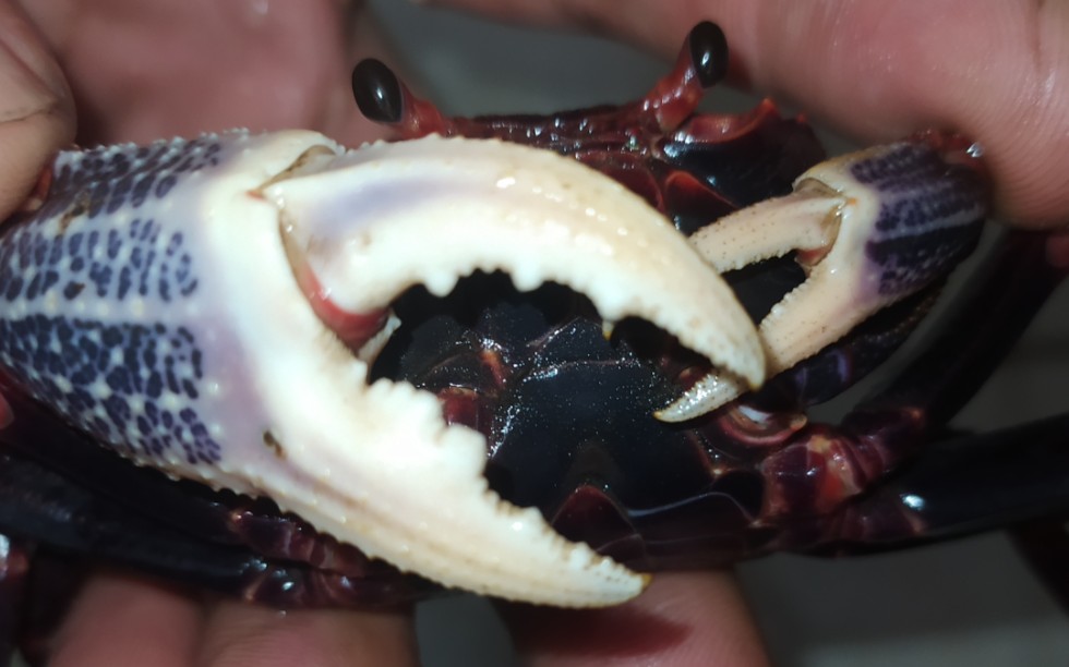 新内溪蟹42开箱视频