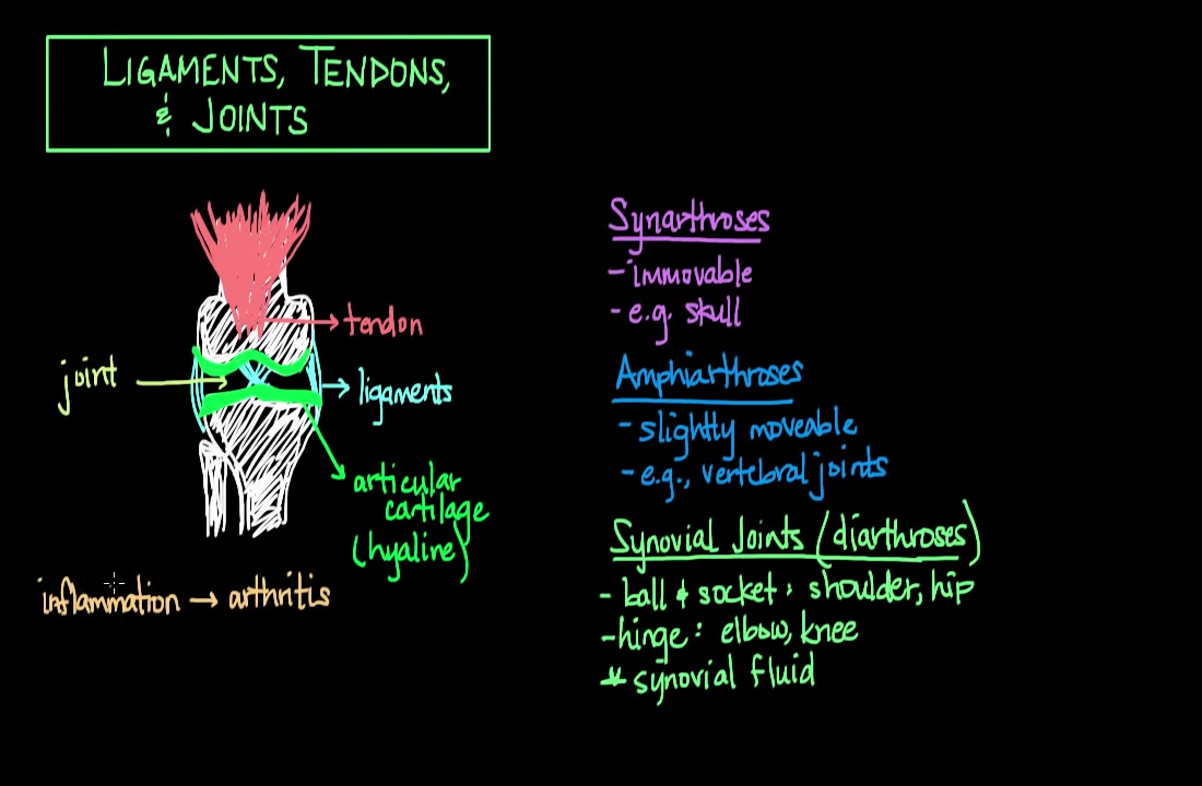 muscle innervation muscular-skeletal system physiology nclex-r