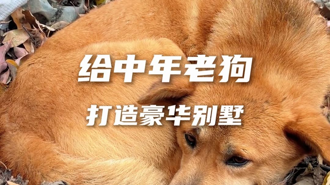 给养了三年的老狗做一个豪华狗别墅