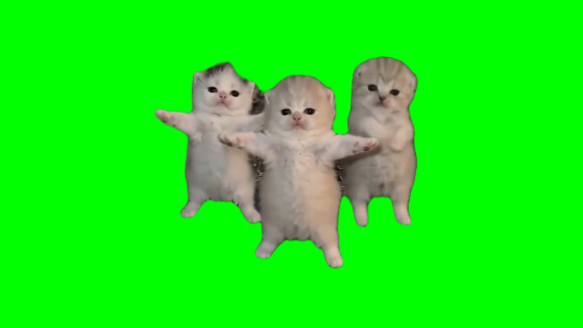 【高清无水印】三只小猫跳舞AI小猫meme绿幕素材1分钟纯享版