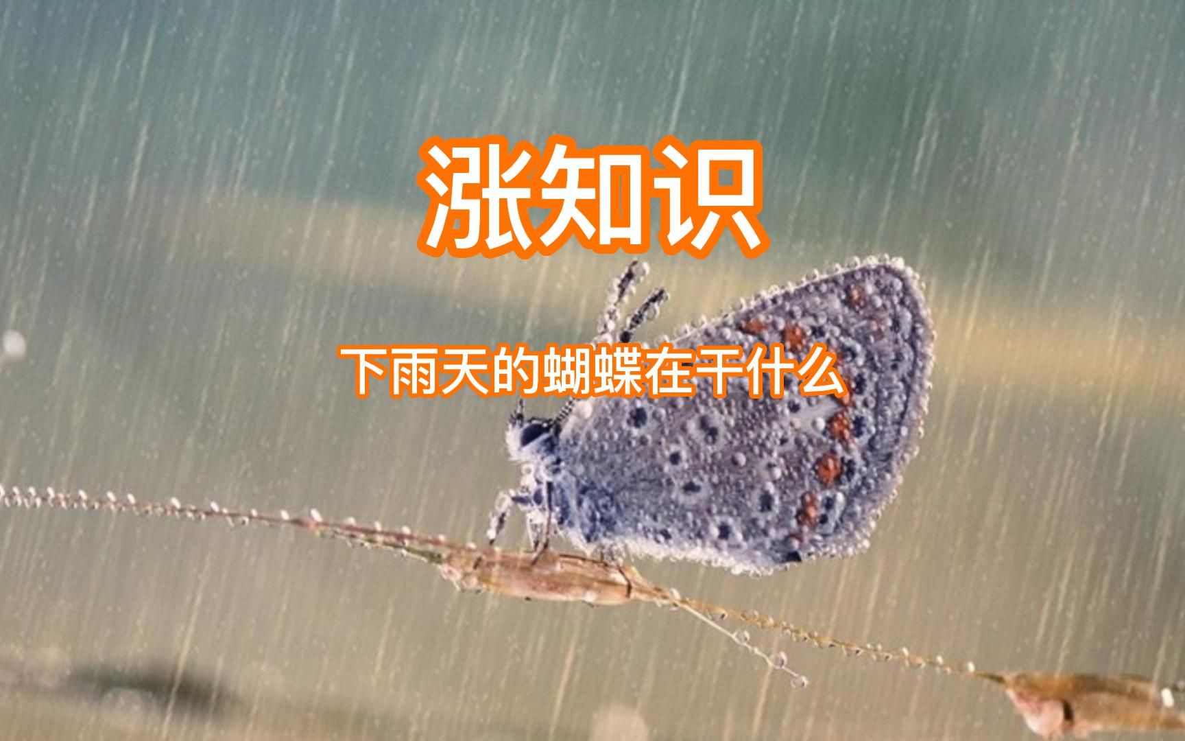 [图]涨知识，下雨天的蝴蝶在干什么