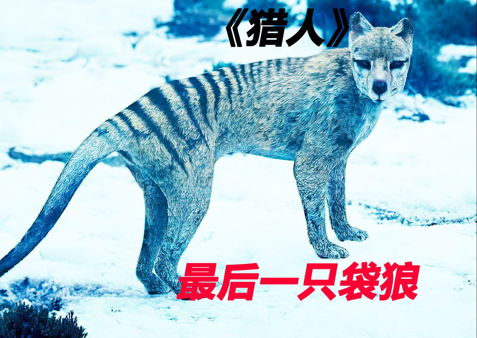为了寻找地球上最后一只袋狼,到底搭上多少无辜人的性命